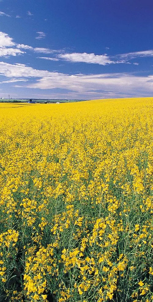 Yellow canola field