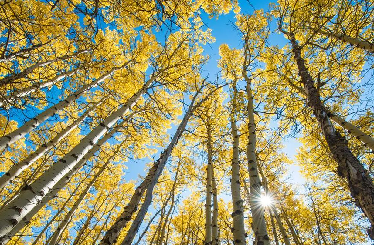A view of fall trees from the ground up to the blue sky